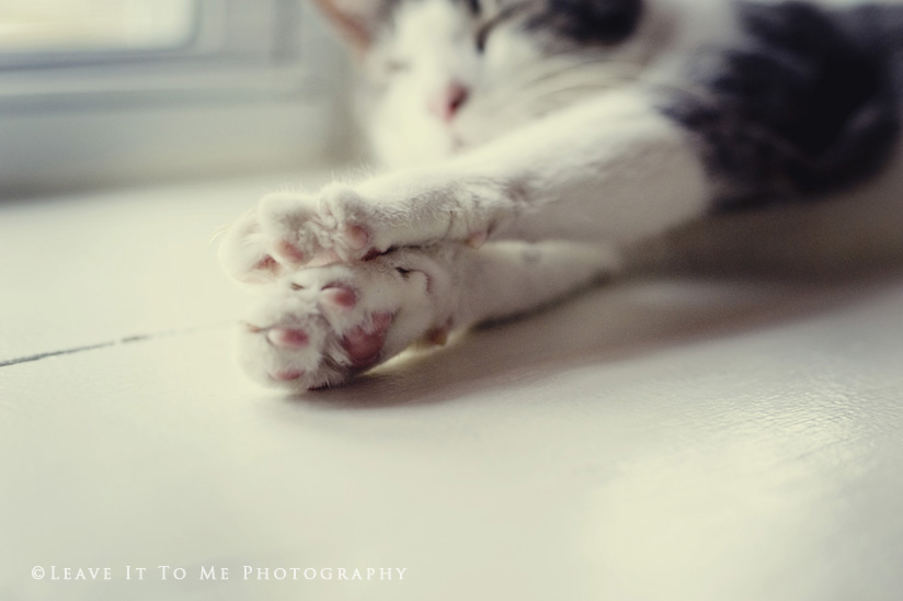 Valentine's Day_Cat_Stock Photography4