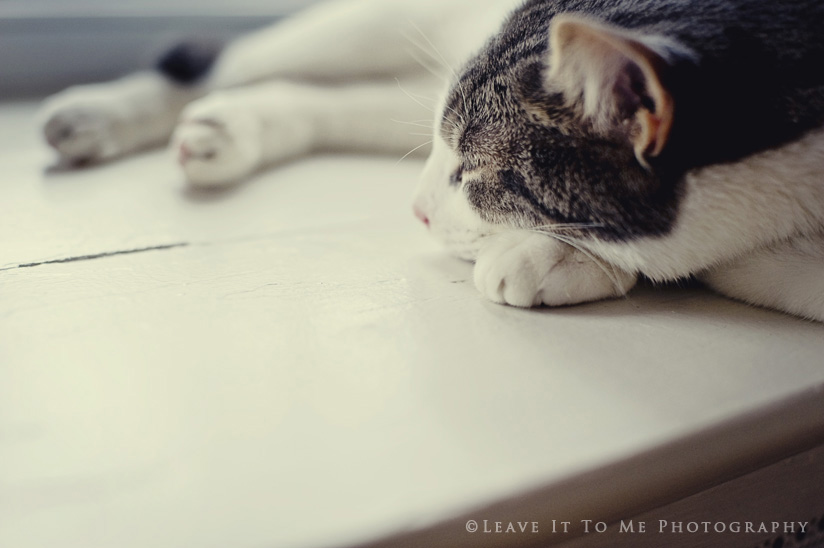 Valentine's Day_Cat_Stock Photography5